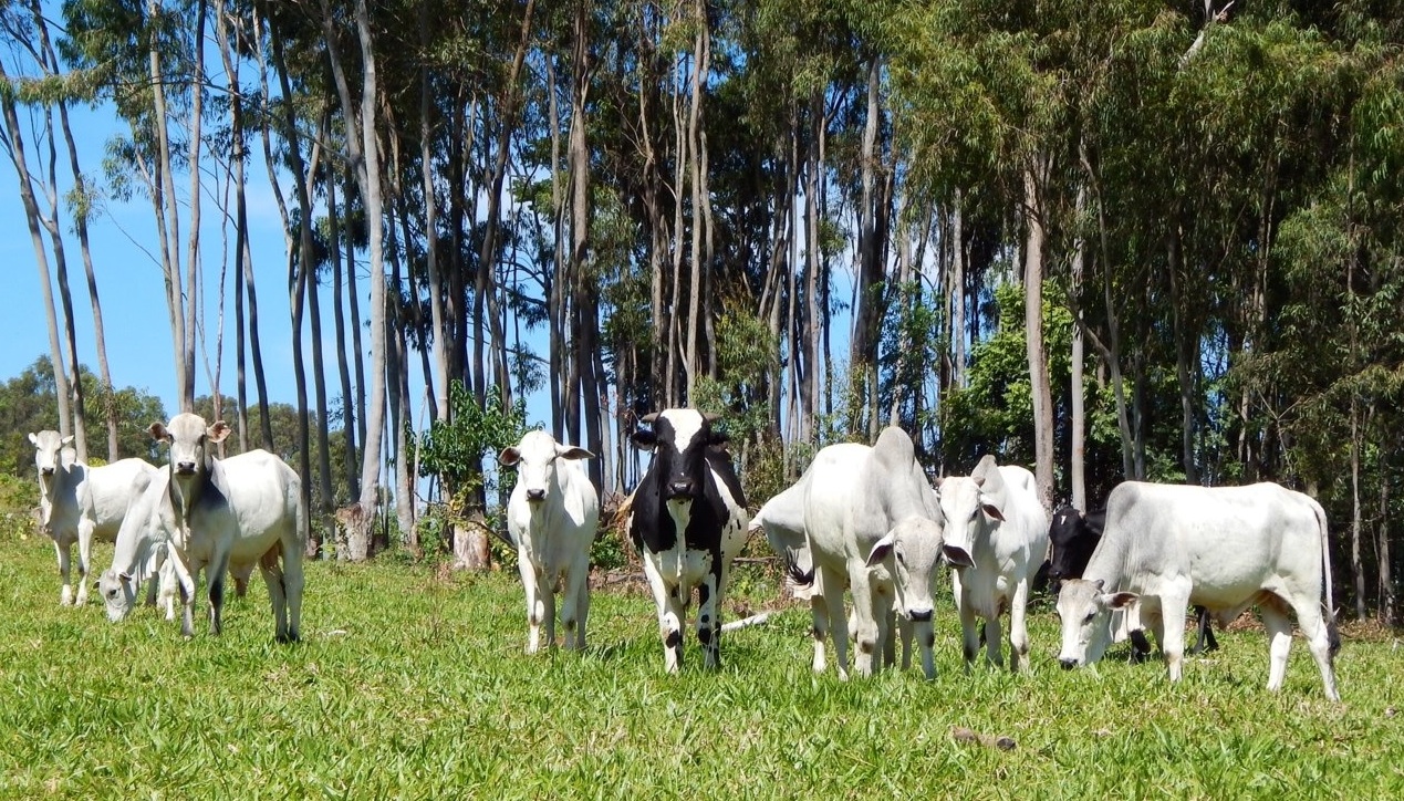 Aumento de produção de soja e carne não interferiu na redução do desmatamento no Brasil