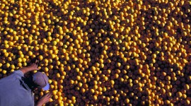 GCONCI discute situação e o futuro do agronegócio citrícola na comemoração de seus 20 anos