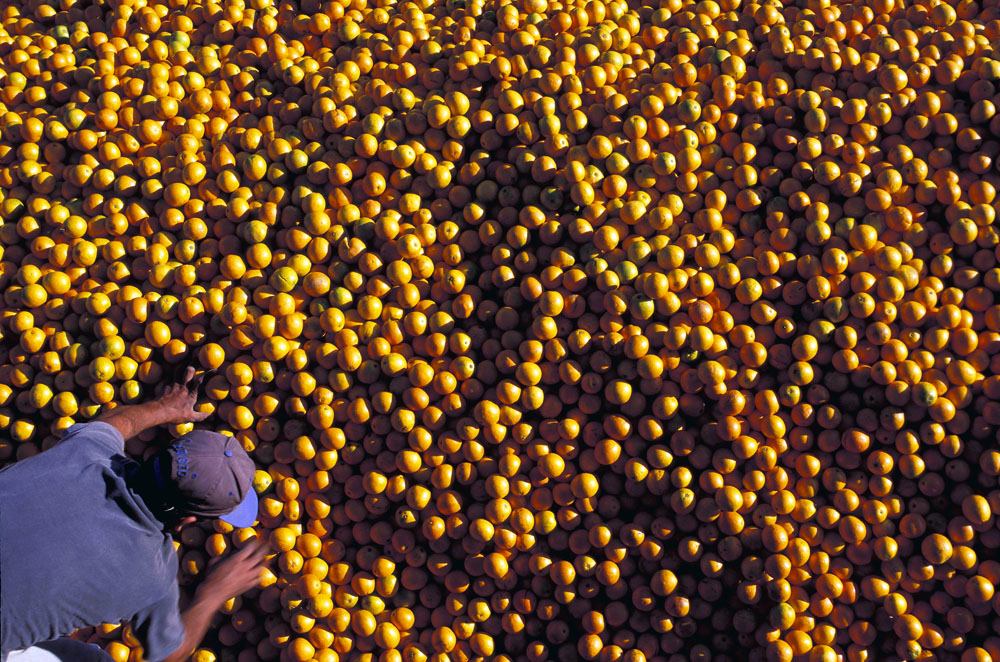 GCONCI discute situação e o futuro do agronegócio citrícola na comemoração de seus 20 anos